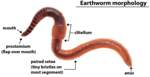 Respiratory system of Earthworm