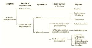 Classification of Animal 