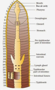 Alimentary canal of Earthworm