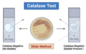 Catalase test: Principle, Procedure, Results, Precautions, Limitations Uses 1