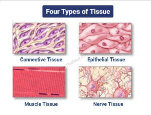Types of Tissue