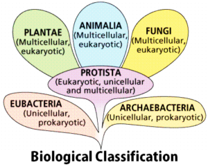 Biological classification Notes: Definition, Kingdom Types, Need 1