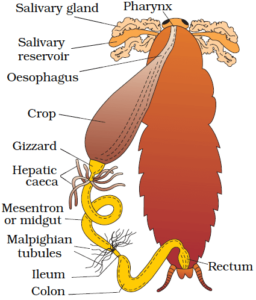 Digestive System of Cockroach