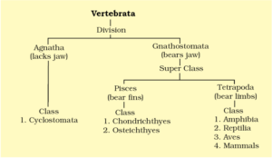 Vertebrata