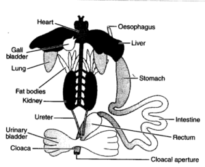 Alimentary canal of Frog