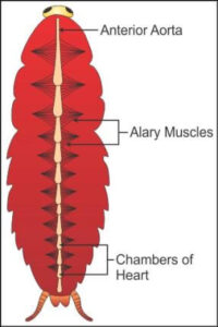 Vascular system of Cockroach