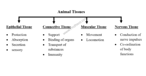 Types of Tissue