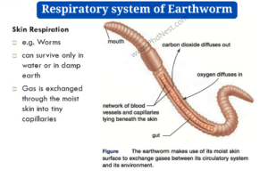 Respiratory system of Earthworm