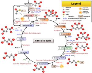Tricarboxylic Acid Cycle or TCA Cycle 