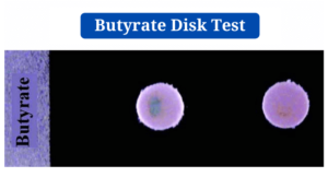 Butyrate Disk Test