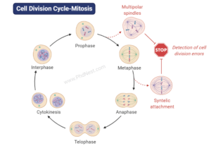 Phases of Cell cycle-Cell Division
