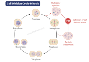 mitosis stages diagram