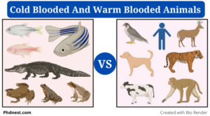 Cold-Blooded Vs Warm-Blooded Animals: Definition, 16+ Differences, Examples