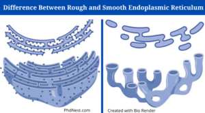 Important Differences between Rough Endoplasmic Reticulum and Smooth Endoplasmic Reticulum