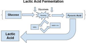Lactic acid Fermentation