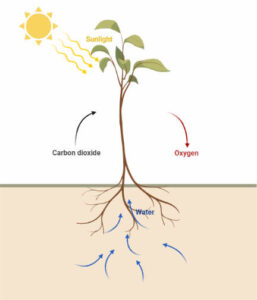 Photosynthesis in Higher Plants: Processes, Light Reaction, C4 pathway, Photorespiration