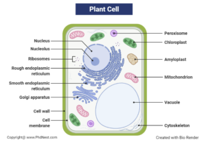 Plant Cell vs Animal Cell: Definition, 25+ Differences with Cell Organelles  - PhD Nest