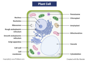 Plant Cell Structure