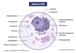 Plant Cell vs Animal Cell: Definition, 25+ Differences with Cell Organelles  - PhD Nest