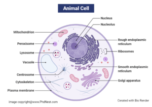 Animal Cell Structure