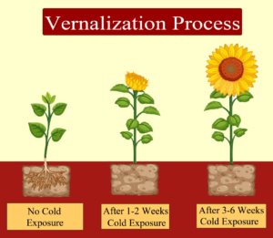 What is Vernalization