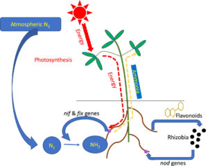 Biological nitrogen fixation