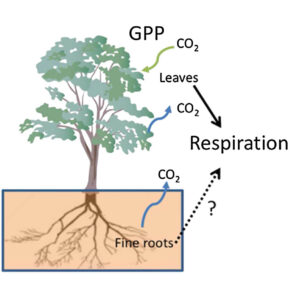Respiration in Roots