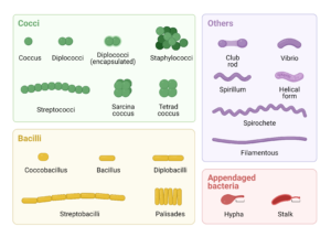 bacteria sizes