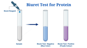 Biuret Test for Protein