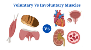 Differences Between Voluntary and Involuntary Muscles