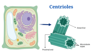 Centrioles: Definition, Structure, Functions and Diagram