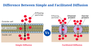 Difference Between Simple Diffusion and Facilitated Diffusion