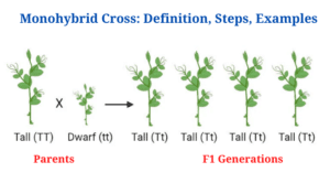 Monohybrid Cross: Definition, Steps, Diagram, Examples