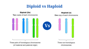 Diploid vs Haploid