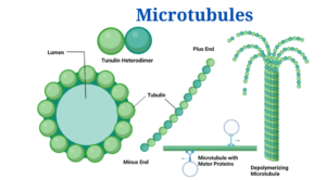 Microtubules- Definition, Structure, Functions and Diagram