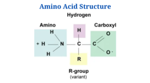 Amino Acids: Structure, Classification, Functions and Properties