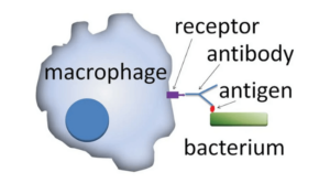 Opsonization: Definition, Mechanism, Examples