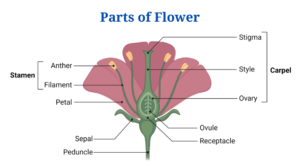 Monocot and Dicot Flower Structure