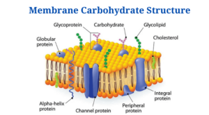 Structure of Membrane Carbohydrate 