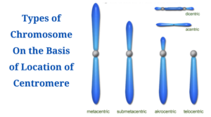 Types of Chromosome On the Basis of Location of Centromere