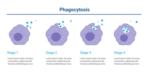 Phagocytosis Stages diagram
