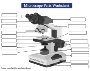 Microscope Labeled Diagram