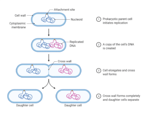 Prokaryotic cell Division Binary fission