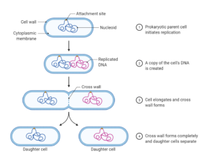 Binary fission in Prokaryotes