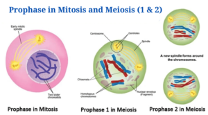 Prophase in mitosis and meiosis (Prophase 1 and 2)