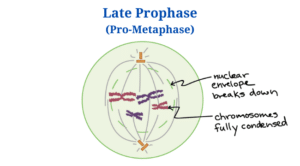 Late prophase
