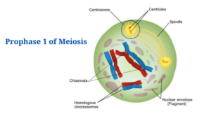Prophase 1 of Meiosis