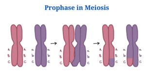 Prophase  in Meiosis