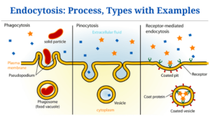 Endocytosis: Definition, Process, Types and Examples