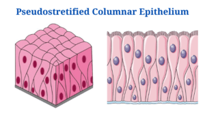 Pseudostratified Columnar Epithelium: Definition, Structure, Functions, Examples 1